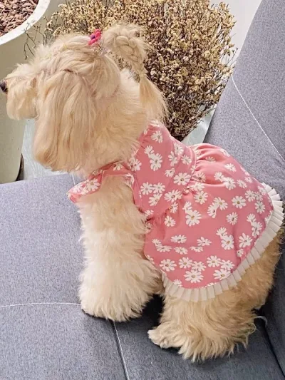 Vestido para Perrito