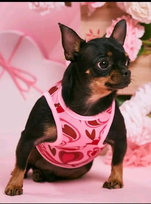 Camisa para perro